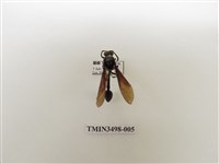 藏品(蘭嶼虎蜾蠃)的圖片